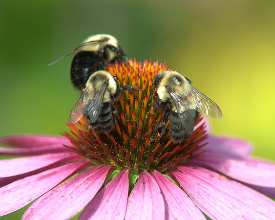 Pollen Party