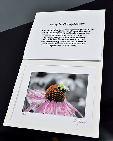 Purple Coneflower Presentation