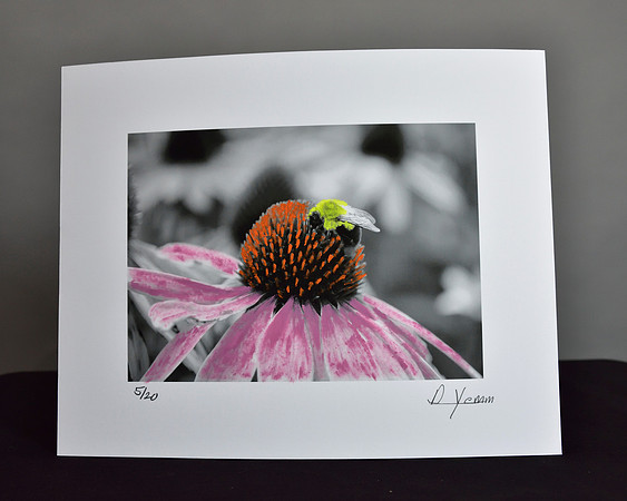Purple Coneflower