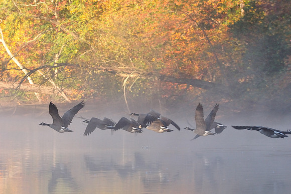 Geese in flight