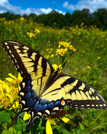 Butterfly in the field