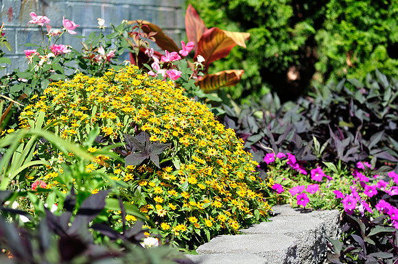 Color in the Alley