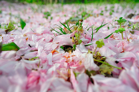 Carpet of Petals