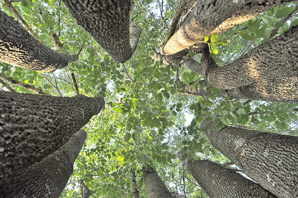 Tall Gathering