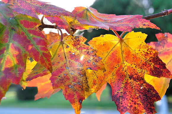 Fall sunset through the leaves