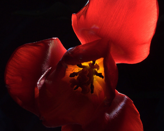 Tulip glow
