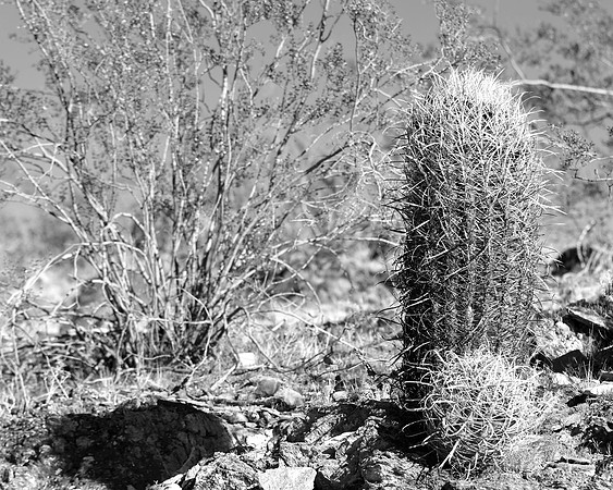 Lonsome Cacti