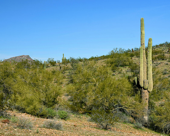 Sonoran View