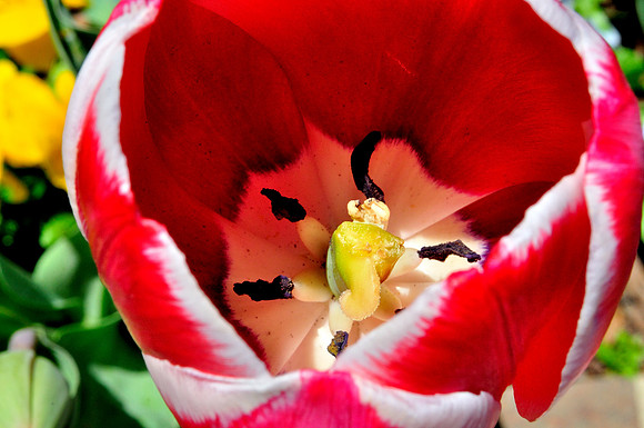 Tulip awakening