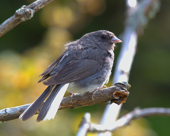 Mountain bird on a pearch