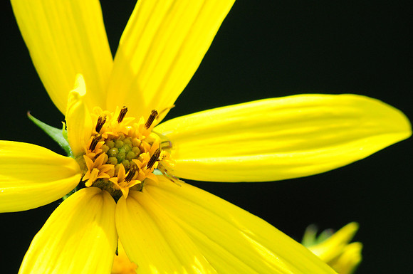 Yellow flower