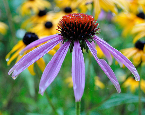 Dewy coneflower