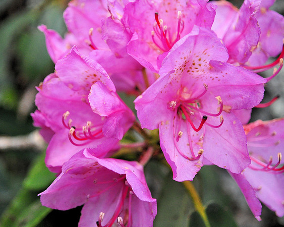 Pretty in Pink
