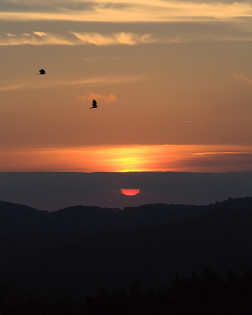 The Early Birds