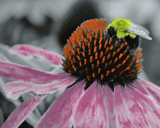 Purple Coneflower Detail